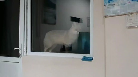 2 Yıldır Her Akşam Tesise Yemeğe Gelen Özgür İsimli Tilki