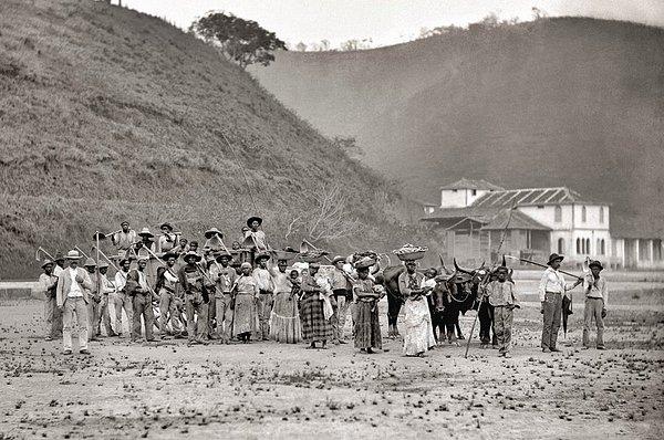 10. Brezilya'da bir kahve tarlasındaki köleler, 1885