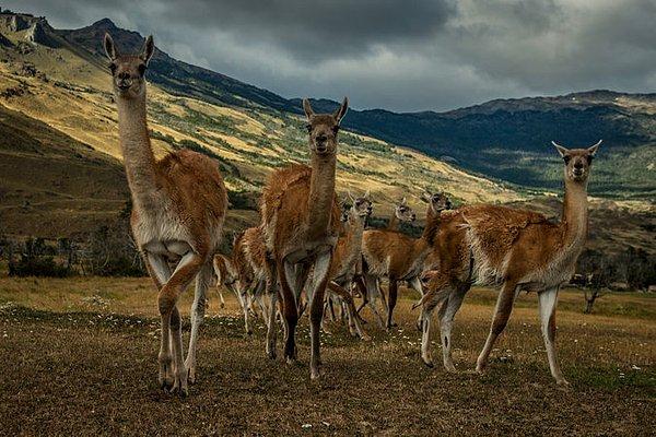 Şili'deki Patagonya Milli Parkı'nda bir lama sürüsü.