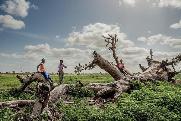 Devrilen baobab ağacının üzerinde oyun oynayan Senegalli çocuklar.