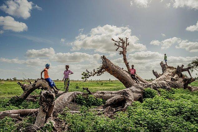 Devrilen baobab ağacının üzerinde oyun oynayan Senegalli çocuklar.