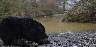 Köpek Eğitim Merkezini Sel Vurdu: 8 Hayvan Hayatını Kaybetti, 2'si Kayıp