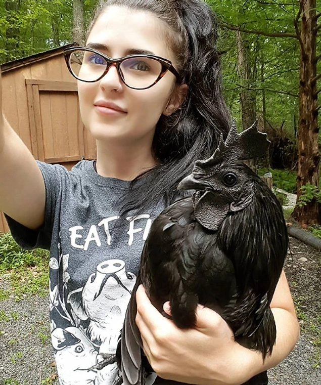 Ayam Cemani tavukları siyah renklidir.