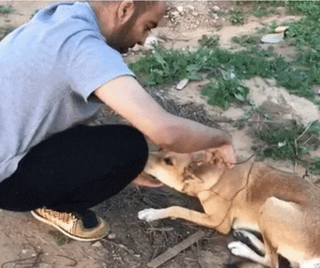 Köpeğin boynuna dolanmış metal teli çıkaran adam: