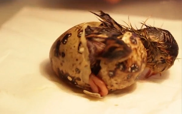 Из 12 покупных яиц, размещенных в инкубатор, вылупился только 1 птенец.