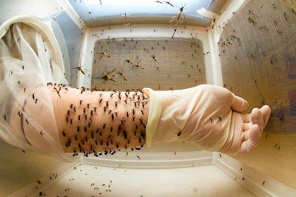 9. Sivrisinek test edicileri