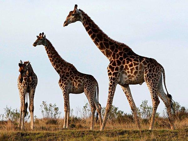 IUCN Zürafa ve Okapi Türlerinin Hayatta Kalma Komisyonu Özel Grubu eş başkanı Dr. Julian Fennessey; Doğu, Orta ve Batı Afrika genelinde baskı altında olduklarını ve birkaç yıl önce tehlikeyi fark edip alarmı çaldıklarını söyledi.