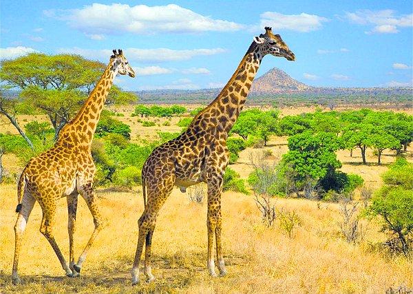 Her ne kadar işler Kordufan ve Nubian zürafaları için kötüye gitse de, Batı Afrika ve Rothschild'ın iki zürafa alt türü koruma statüsüne alındı.