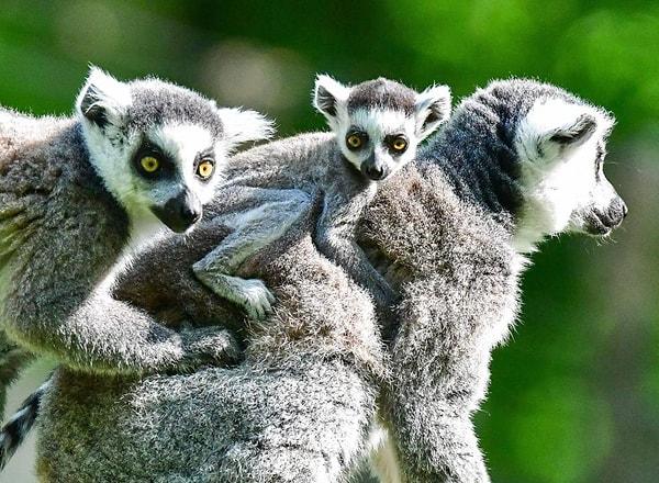 5. Lemurlar - Doğada sayısı 2,400
