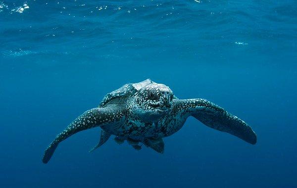 12. Deri sırtlı deniz kaplumbağası - Doğada sayısı 34,000 - 36,000