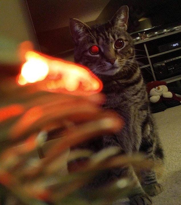 11. "The reflection of the christmas tree light makes my cat look like the Terminator.”
