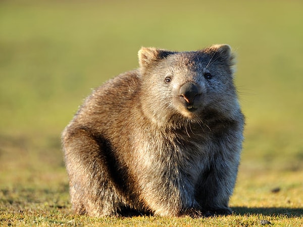 3. Фекалии вомбата имеют форму кубика