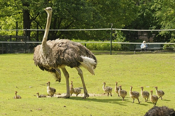 9. Страусы прячут голову в песок, когда чувствуют опасность