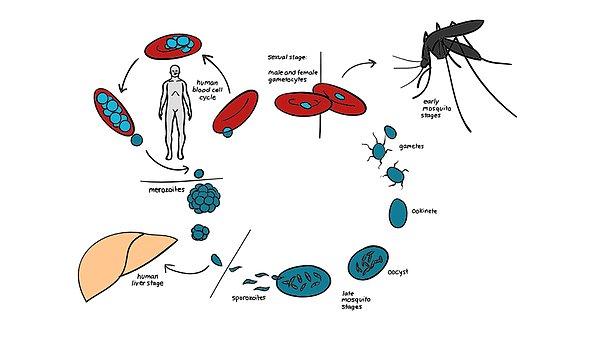 4. Sıtmayı önlemeye yönelik olan ilaçta, gelişmeler devam ediyor.