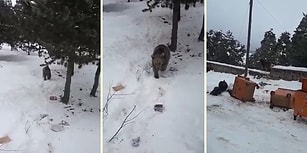 İçindeki İnsanlığı Kelimelere Döken Kars'lı Teyzenin Ayıyla Yaptığı Muhteşem Sohbet: 'Yapma Ayı Gardaş'