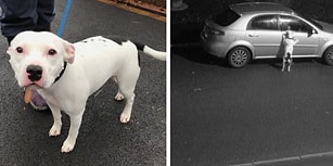 Sahibi Tarafından Yolun Kenarına Bırakılarak Terk Edilen Köpek Snoop'a Yüzlerce İnsan Yuva Olmak İstiyor!