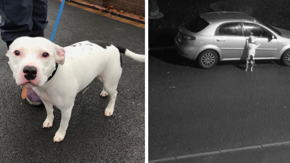 Sahibi Tarafından Yolun Kenarına Bırakılarak Terk Edilen Köpek Snoop'a Yüzlerce İnsan Yuva Olmak İstiyor!