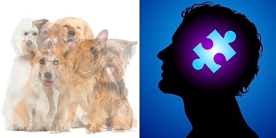 Тест: То животное, которое вы увидите первым на 6 картинках, откроет интересную правду о вас