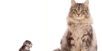 Time Lapse Olarak Maine Coon Cinsi Kedinin Saniyeler İçinde Büyüme Görüntüleri