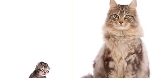 Time Lapse Olarak Maine Coon Cinsi Kedinin Saniyeler İçinde Büyüme Görüntüleri