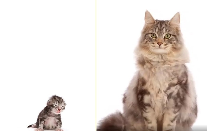 Time Lapse Olarak Maine Coon Cinsi Kedinin Saniyeler İçinde Büyüme Görüntüleri