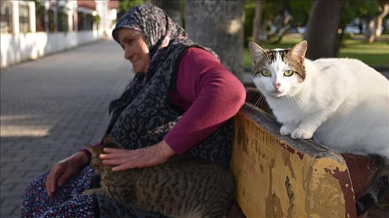 12 Yıldır Topladığı Yardımlarla Sokak Kedilerine Bakan 65 Yaşındaki Fadime Nine: 'Kediler Benim Birinci Dostum'