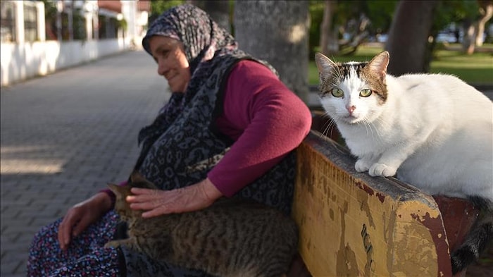 12 Yıldır Topladığı Yardımlarla Sokak Kedilerine Bakan 65 Yaşındaki Fadime Nine: 'Kediler Benim Birinci Dostum'