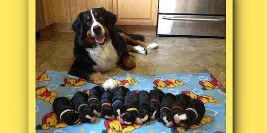 These Proud Animal Parents Are SOO Cute With Their Babies!😍