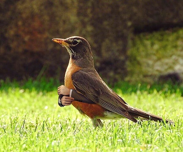 4. Птица-секретарь