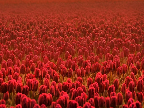 Ваша аура красного цвета!