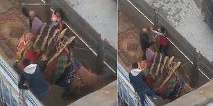 Çocukların Engelleme Çabasına Rağmen Kamyon Kasasında Deveye İşkence Eden Vicdansız!