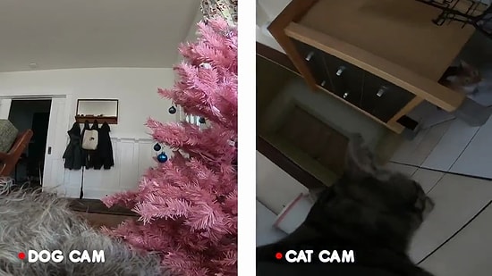 Kedi ve Köpekler, İnsan Dostları Evde Yokken Ne Yapıyorlar?