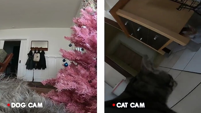 Kedi ve Köpekler, İnsan Dostları Evde Yokken Ne Yapıyorlar?