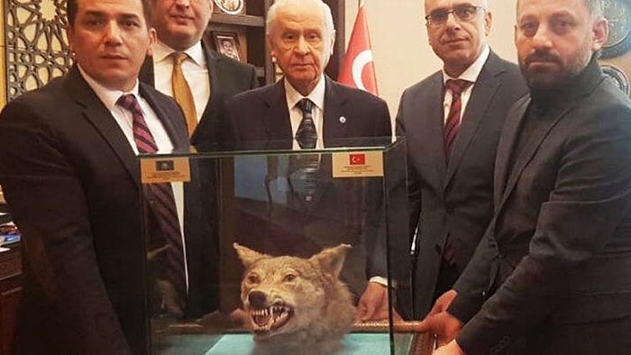 Sosyal Medyanın Gündeminde: Bahçeli'ye Doğum Gününde Doldurulmuş Kurt Başı 'Hediye' Edildi