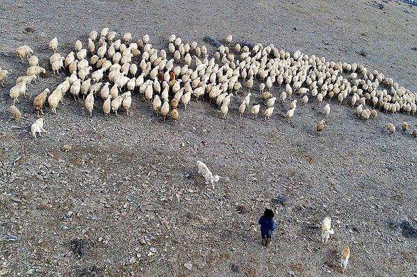 Yahyalı'nın dağlarında 300 küçükbaş hayvana çobanlık yapan Bircan, hikayesini şöyle anlattı: