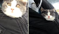 Buz Gibi Havada Ağaçtan Kurtardıkları Yavru Kedi Karşısında Sevgi Pıtırçıklarına Dönüşen Ana-Oğul