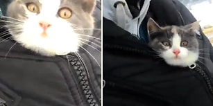 Buz Gibi Havada Ağaçtan Kurtardıkları Yavru Kedi Karşısında Sevgi Pıtırçıklarına Dönüşen Ana-Oğul