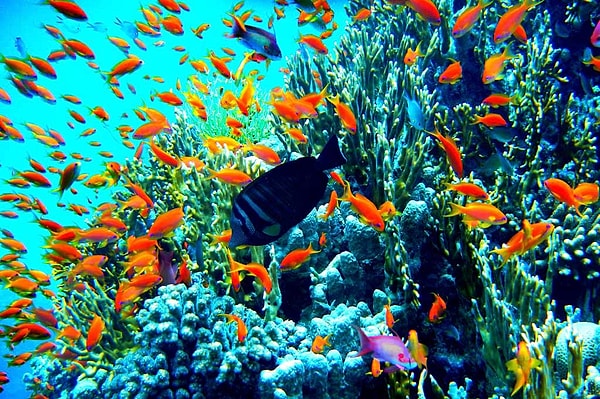 12. Ни в одном мировом океане не встречаются такие тёплые и солёные воды, как в этом море. Назовите его.