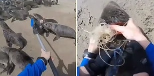 Siz Ne Güzelsiniz: Foku Boynuna Dolanan Plastik Halkadan Kurtaran Güzel İnsanlar!