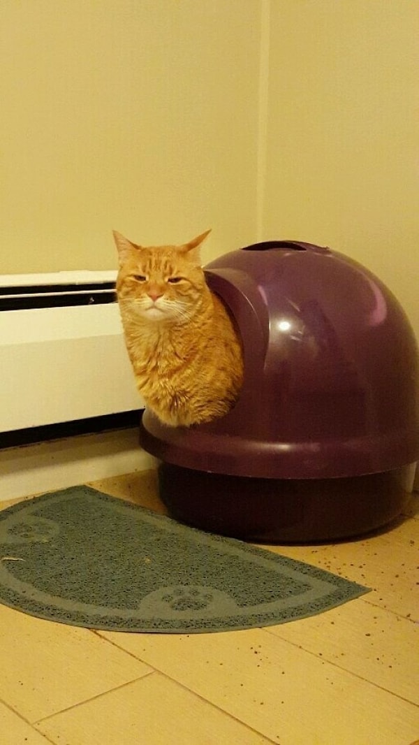 12. И кто придумала такую форму для кошачьего туалета?