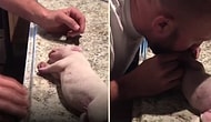 Annesi Tarafından Emzirilirken Yanlışlıkla Boğulan Yavru Köpeği Kalp Masajıyla Hayata Döndüren Güzel İnsan!