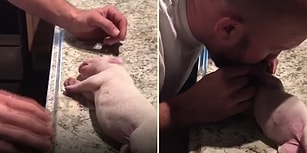 Annesi Tarafından Emzirilirken Yanlışlıkla Boğulan Yavru Köpeği Kalp Masajıyla Hayata Döndüren Güzel İnsan!