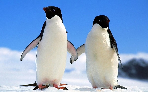 1. Что дарит самец пингвина самке, когда выбирает ее себе в пару?