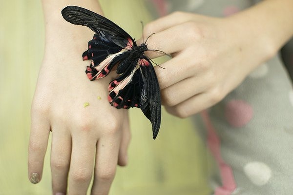 1. Итак, выберите одну бабочку из шести предложенных: