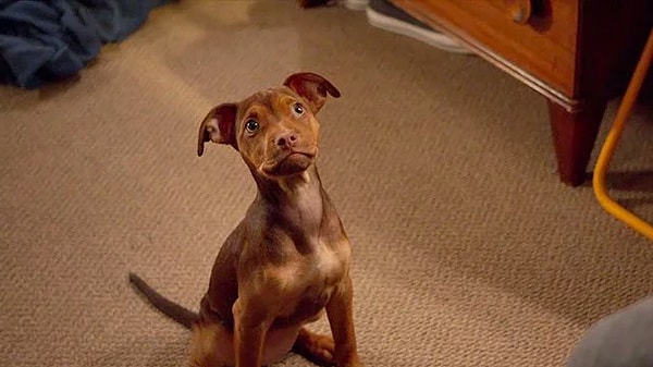 5. "Путь домой"