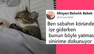 Son Dönemde İnternete Yansımış Mizah Bayrağını Göklere Diken 15 Olay