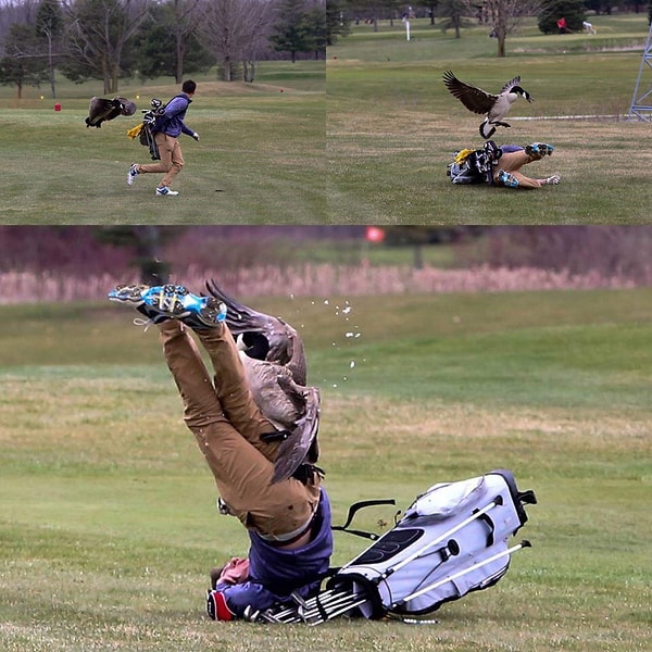 13. Кто же знал, что гуси могут быть такими агрессивными