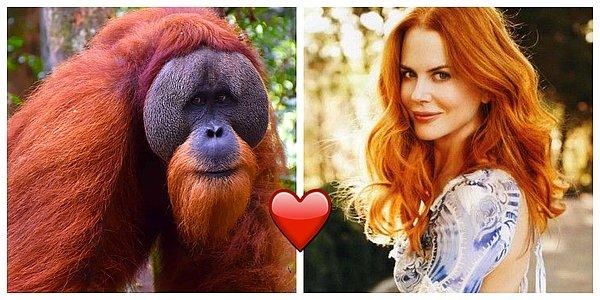 1. Erkek orangutanlar kızıl saçlı kadınlardan etkilenebiliyor.