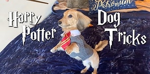Harry Potter Büyüleriyle Eğitilen Köpeğin Kıskandıran Görüntüleri