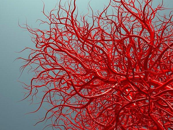 8. Kan damarlarınızın uzunluğu gerçekten çok etkileyici!